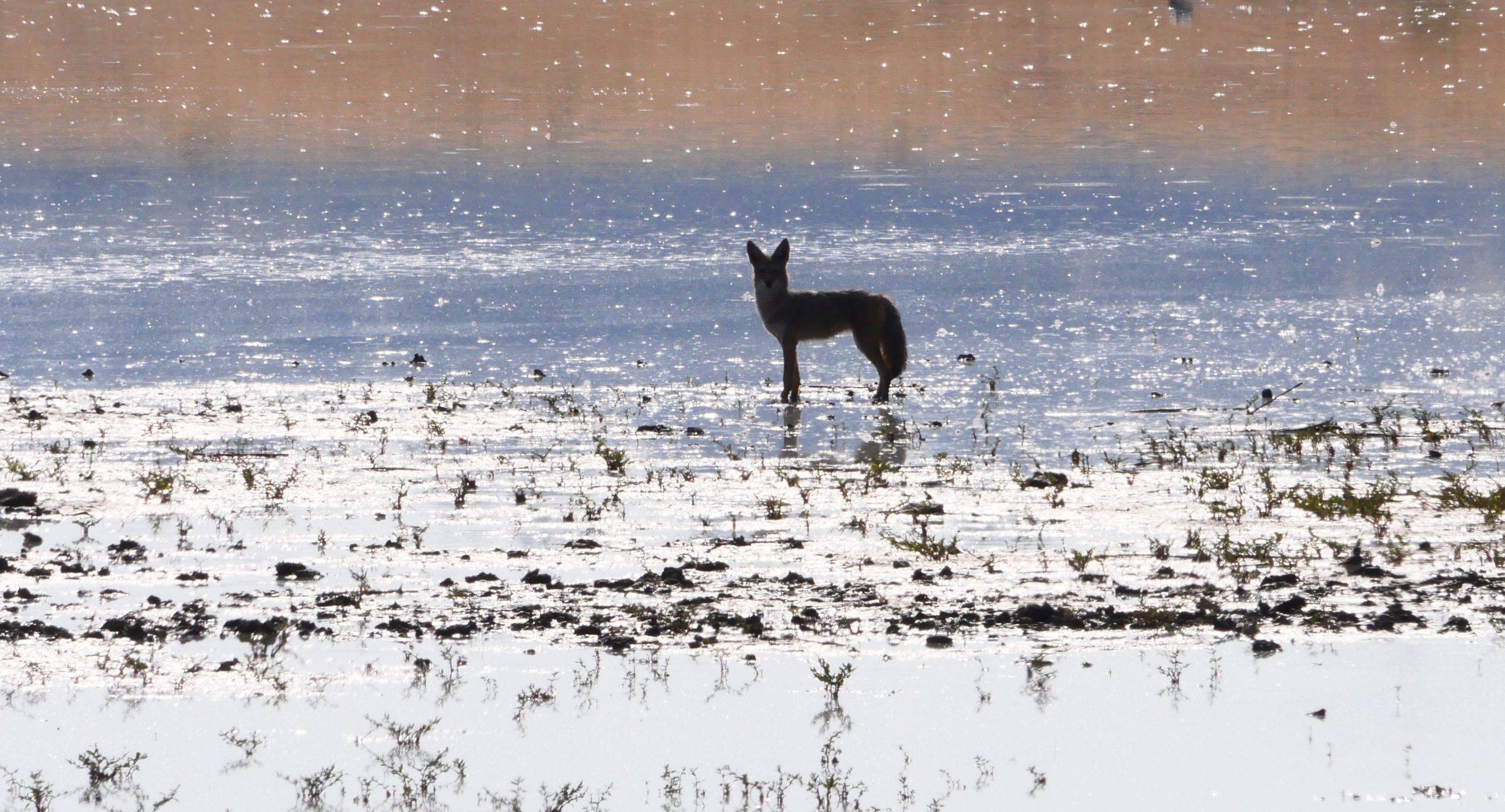 Coyote standing in reflective water at sunset with sparkling light, captured by Jacinda Hughes in Bonanza Oregon